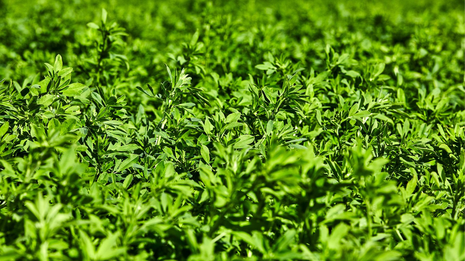 Increase farm profitability with DLF alfalfa